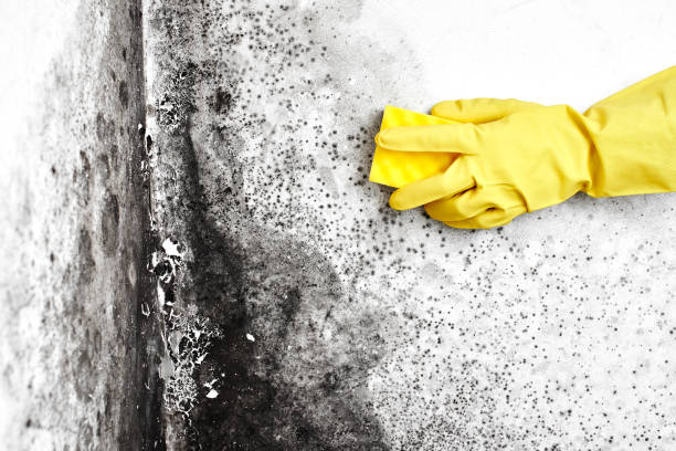 Best Residential Mold Removal  in Dewitt, AR