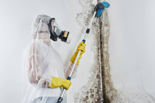 Best Mold Remediation  in Dewitt, AR