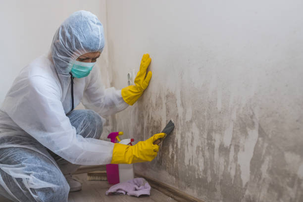 Attic Mold Removal in Dewitt, AR