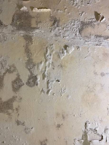 Best Toxic Mold Removal  in Dewitt, AR