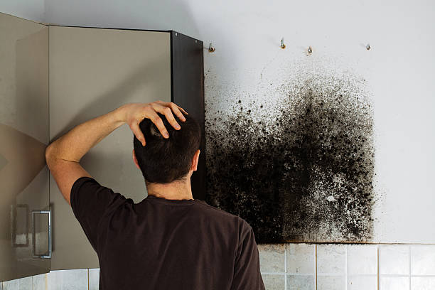 Best Commercial Mold Removal  in Dewitt, AR