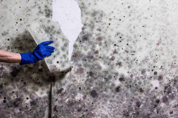 Best Mold Damage Repair  in Dewitt, AR