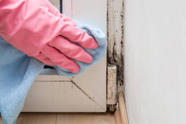Reliable Dewitt, AR Mold Removal Solutions